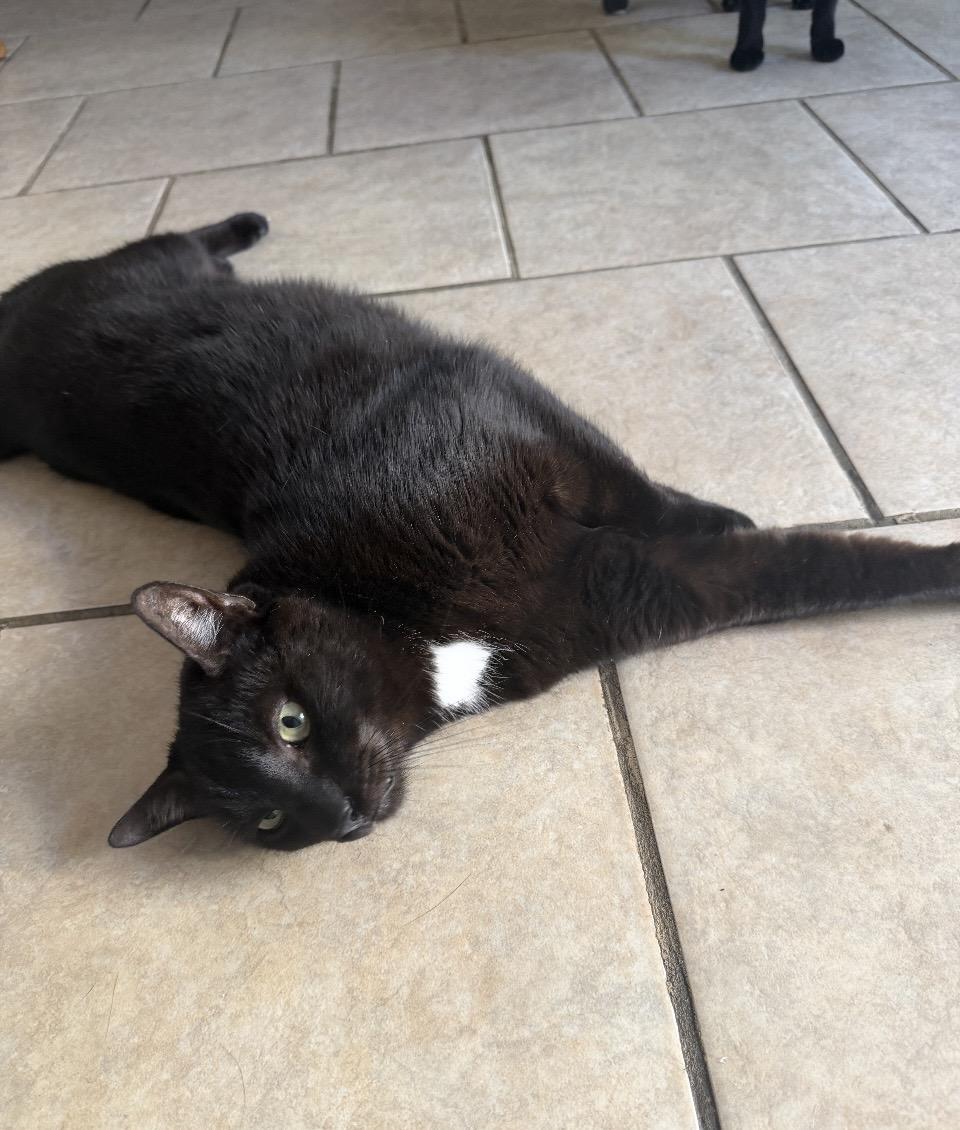 Enlarge Akar & Metok, a Adoptable Domestic Short Hair in Novato, CA image 5/6