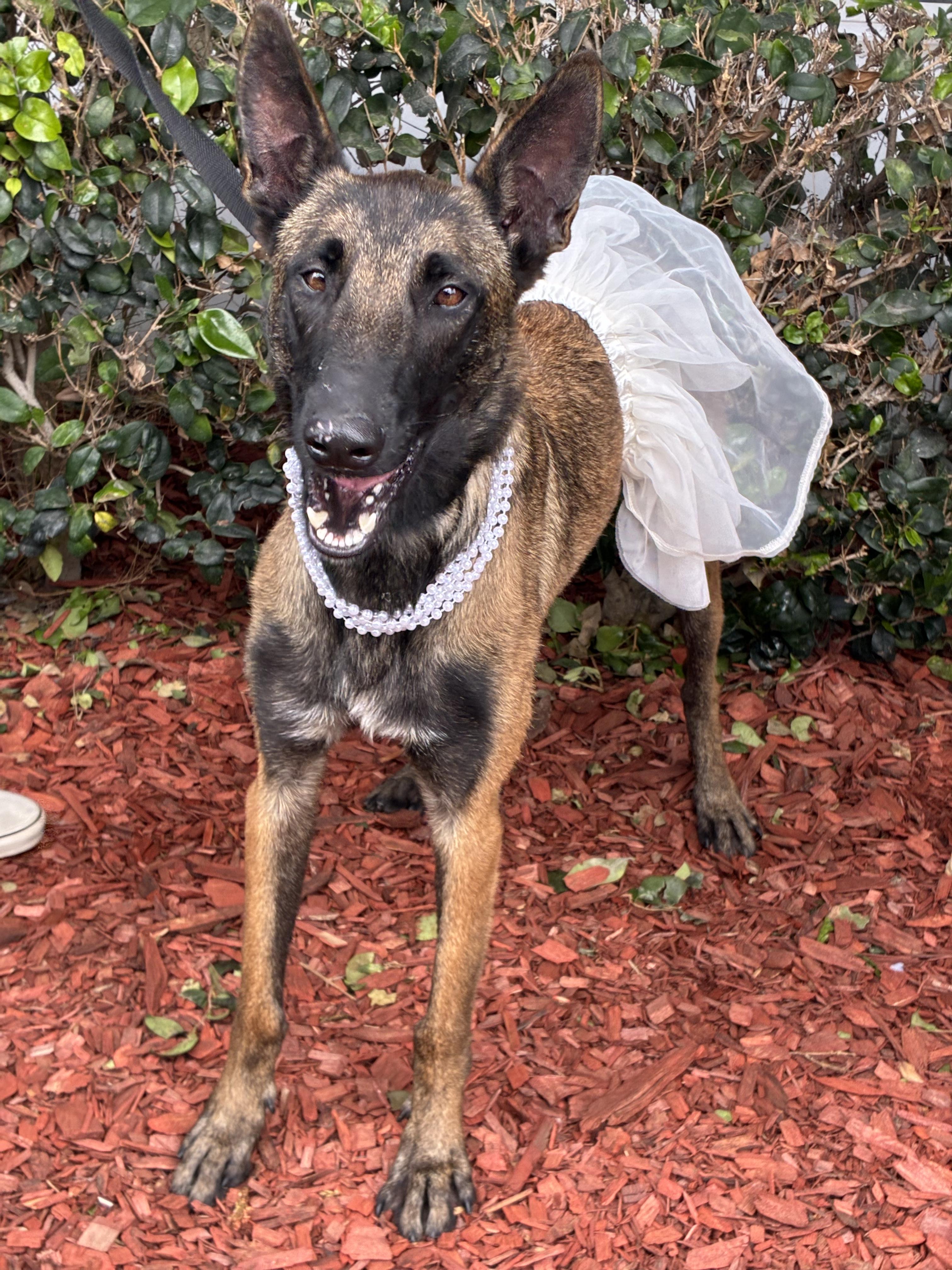 Magara, a ADOPTABLE Belgian Shepherd / Malinois in South El Monte, CA image 2/3