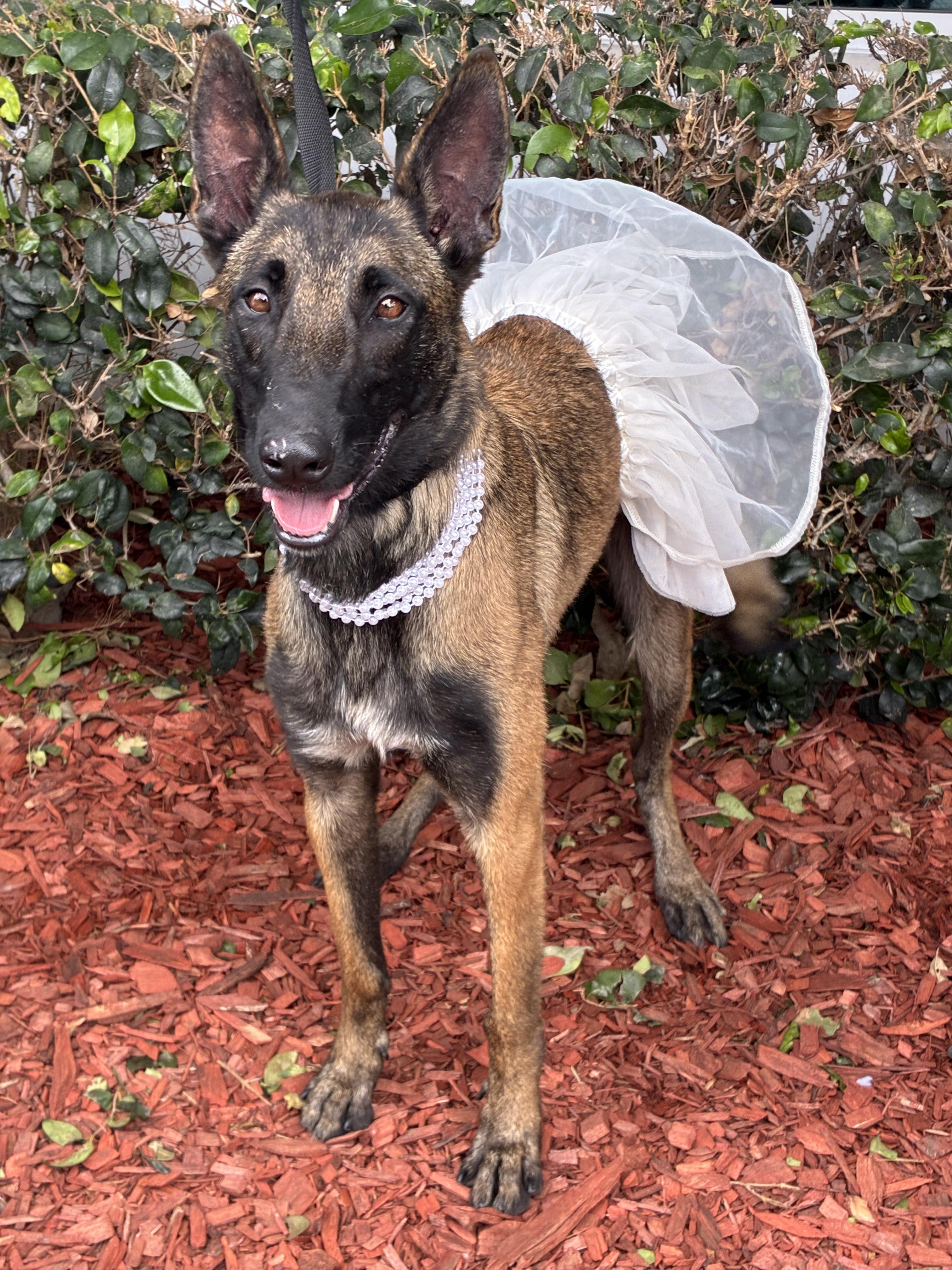 Magara, a ADOPTABLE Belgian Shepherd / Malinois in South El Monte, CA image 3/3