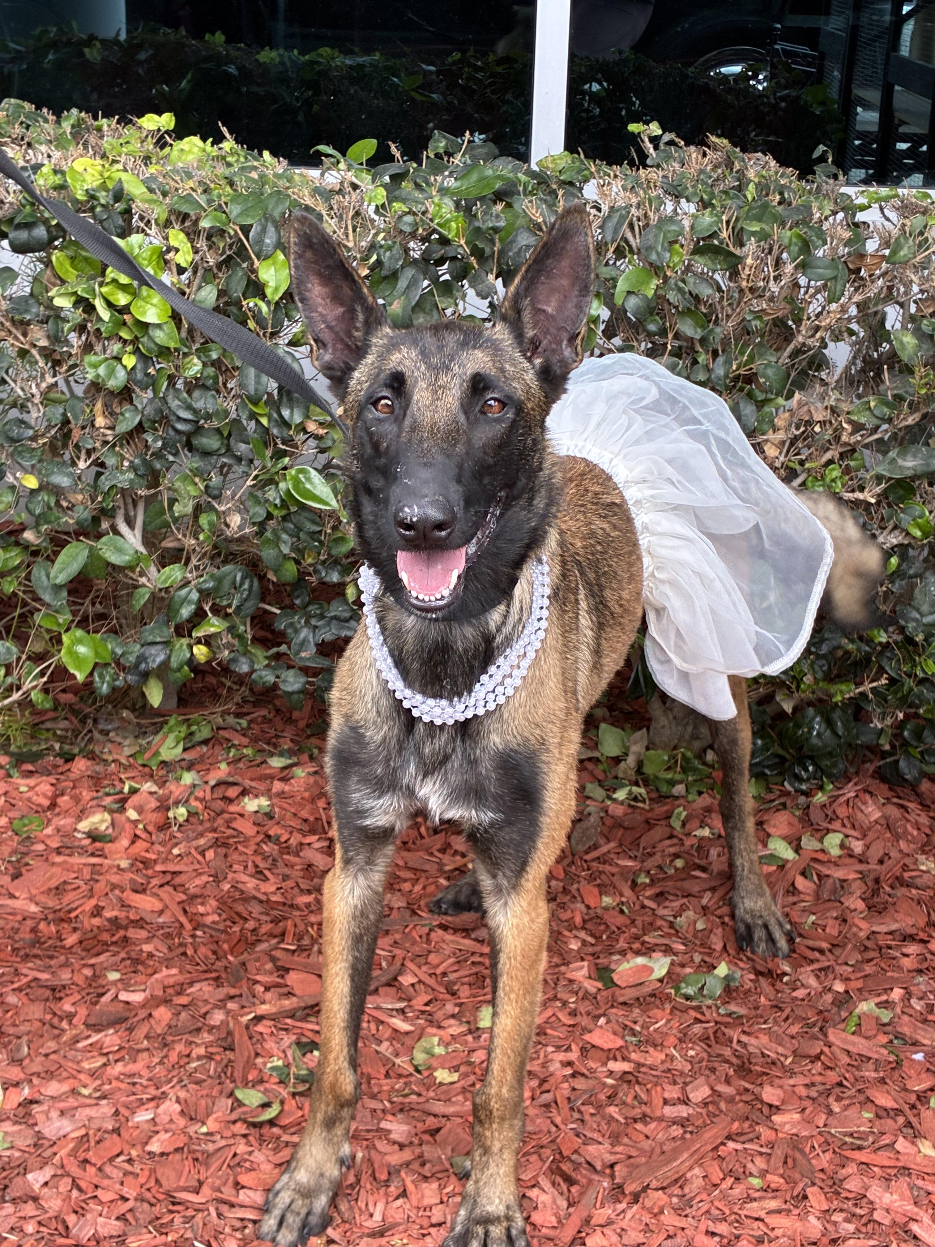 Magara, ADOPTABLE, Young Female Belgian Shepherd / Malinois.