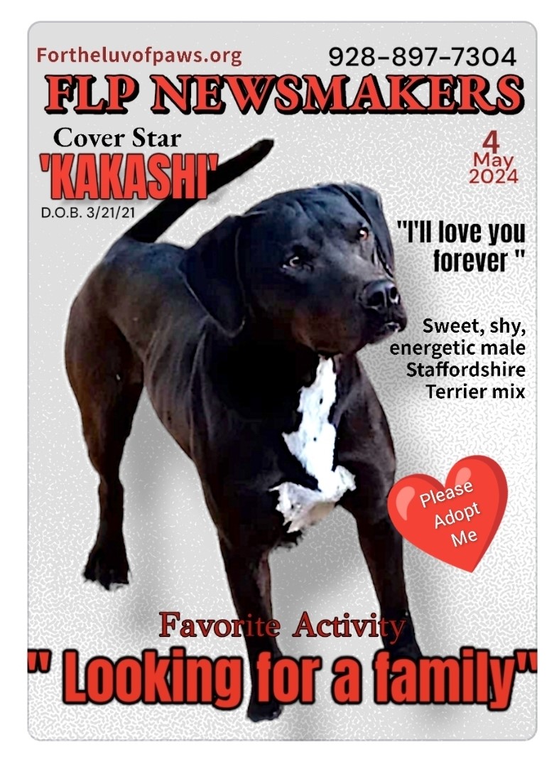 Enlarge Kakashi, a Adoptable American Staffordshire Terrier in Golden Valley, AZ image 2/3