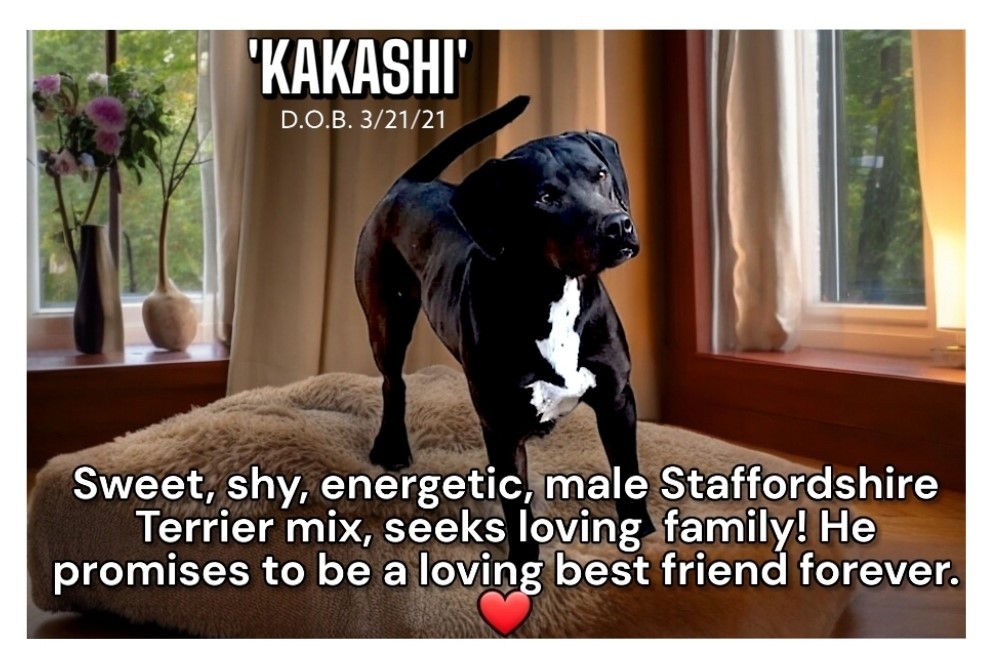 Kakashi, Adoptable, Young Male American Staffordshire Terrier.