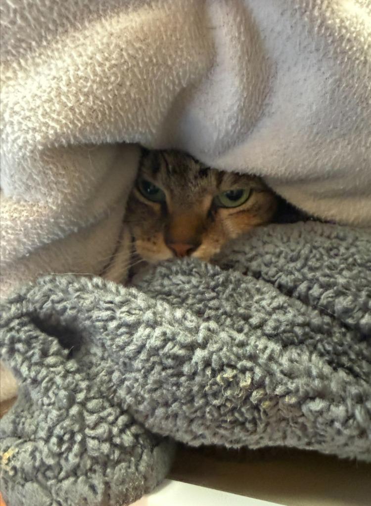 Mary, Adoptable, Adult Female Calico.