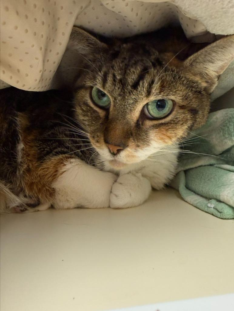 Enlarge Mary, a Adoptable Calico in Madison, AL image 2/3