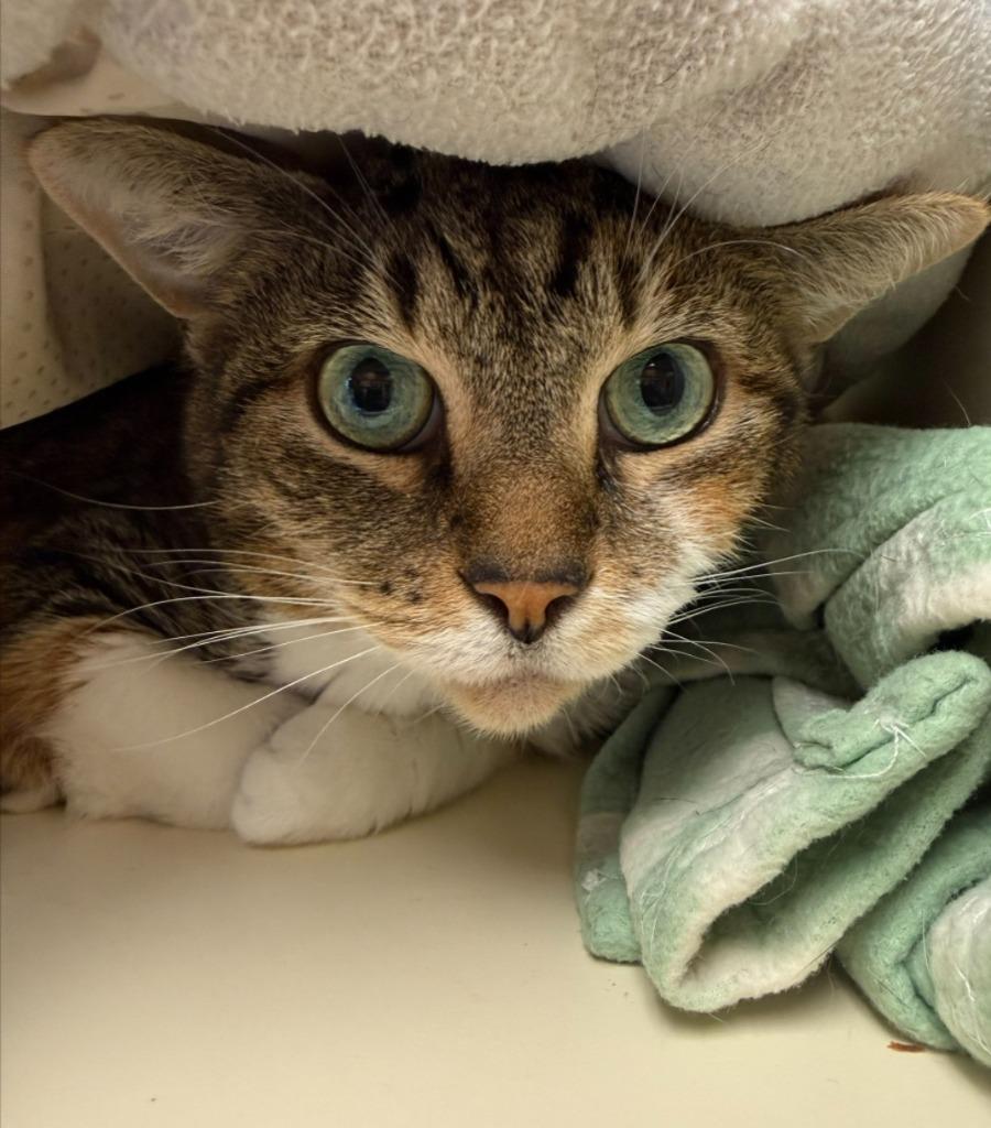 Enlarge Mary, a Adoptable Calico in Madison, AL image 3/3