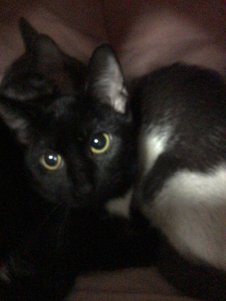 Mary, Adoptable, Young Female Domestic Short Hair.