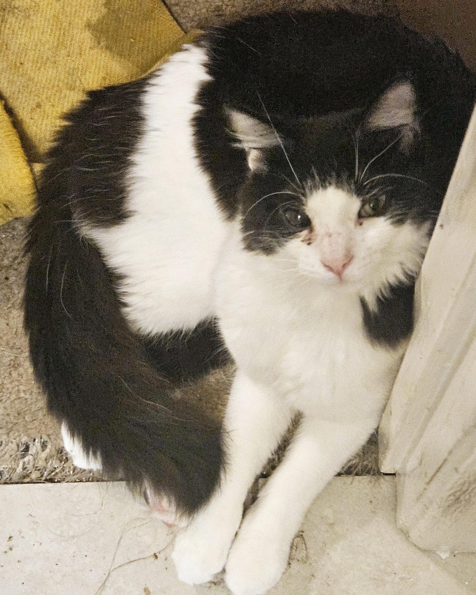 Nick Furry, a Adopted Domestic Long Hair in Plano, TX image 1/3
