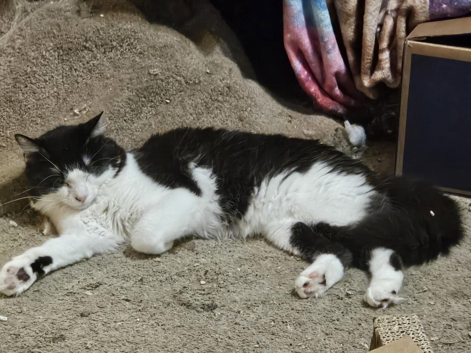 Nick Furry, a Adopted Domestic Long Hair in Plano, TX image 2/3