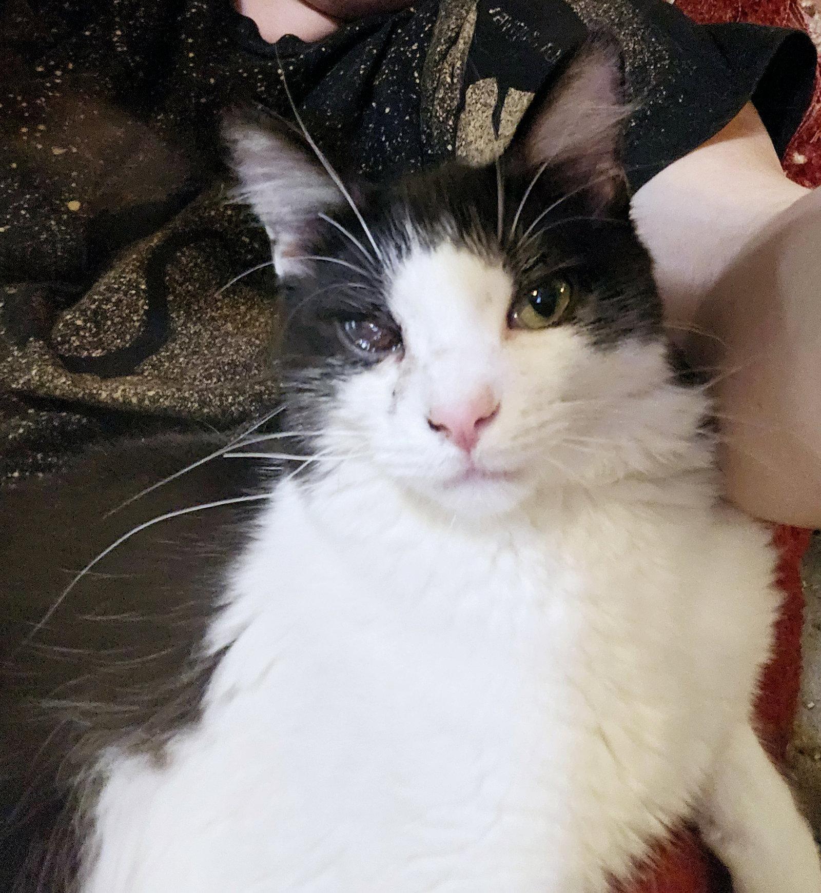 Nick Furry, a Adopted Domestic Long Hair in Plano, TX image 3/3