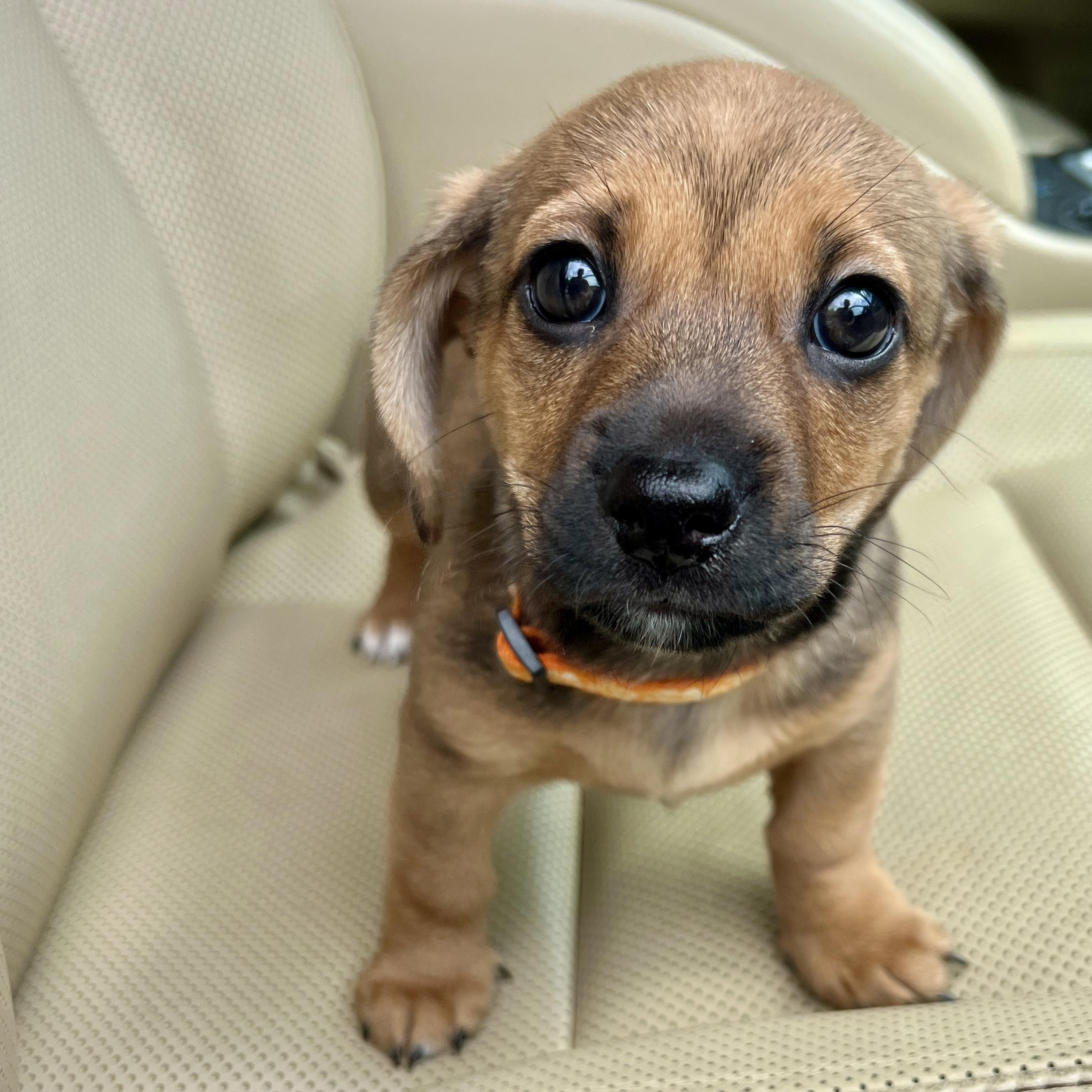Enlarge Lily, a ADOPTABLE mixed breed in High Point, NC image 3/6