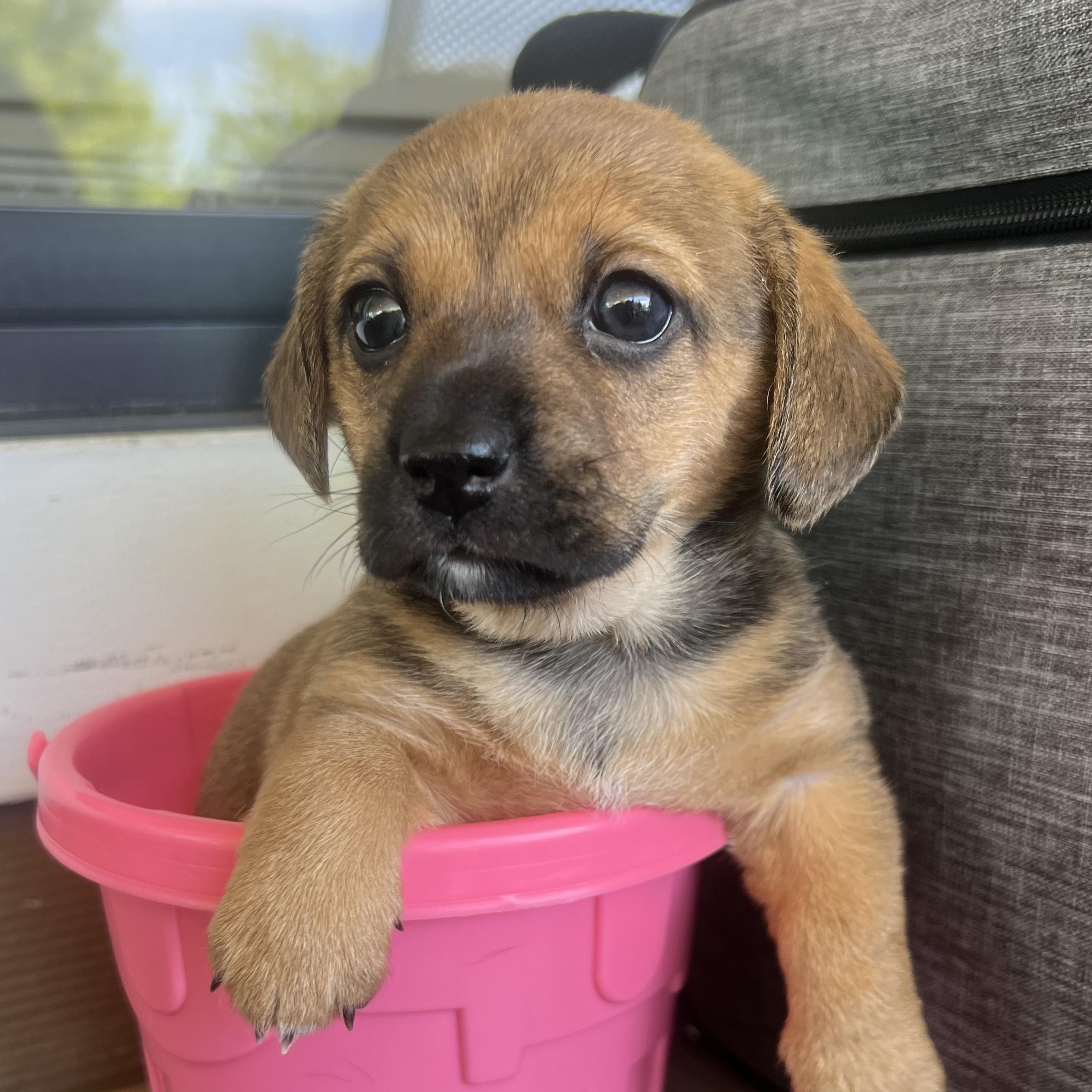 Enlarge Lily, a ADOPTABLE mixed breed in High Point, NC image 2/6