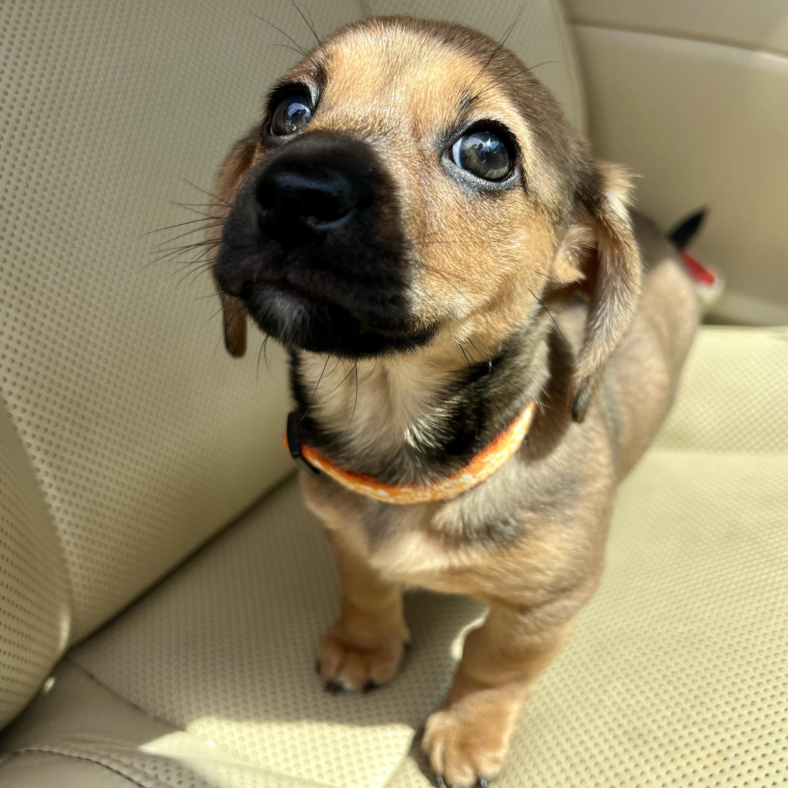 Enlarge Lily, a ADOPTABLE mixed breed in High Point, NC image 6/6