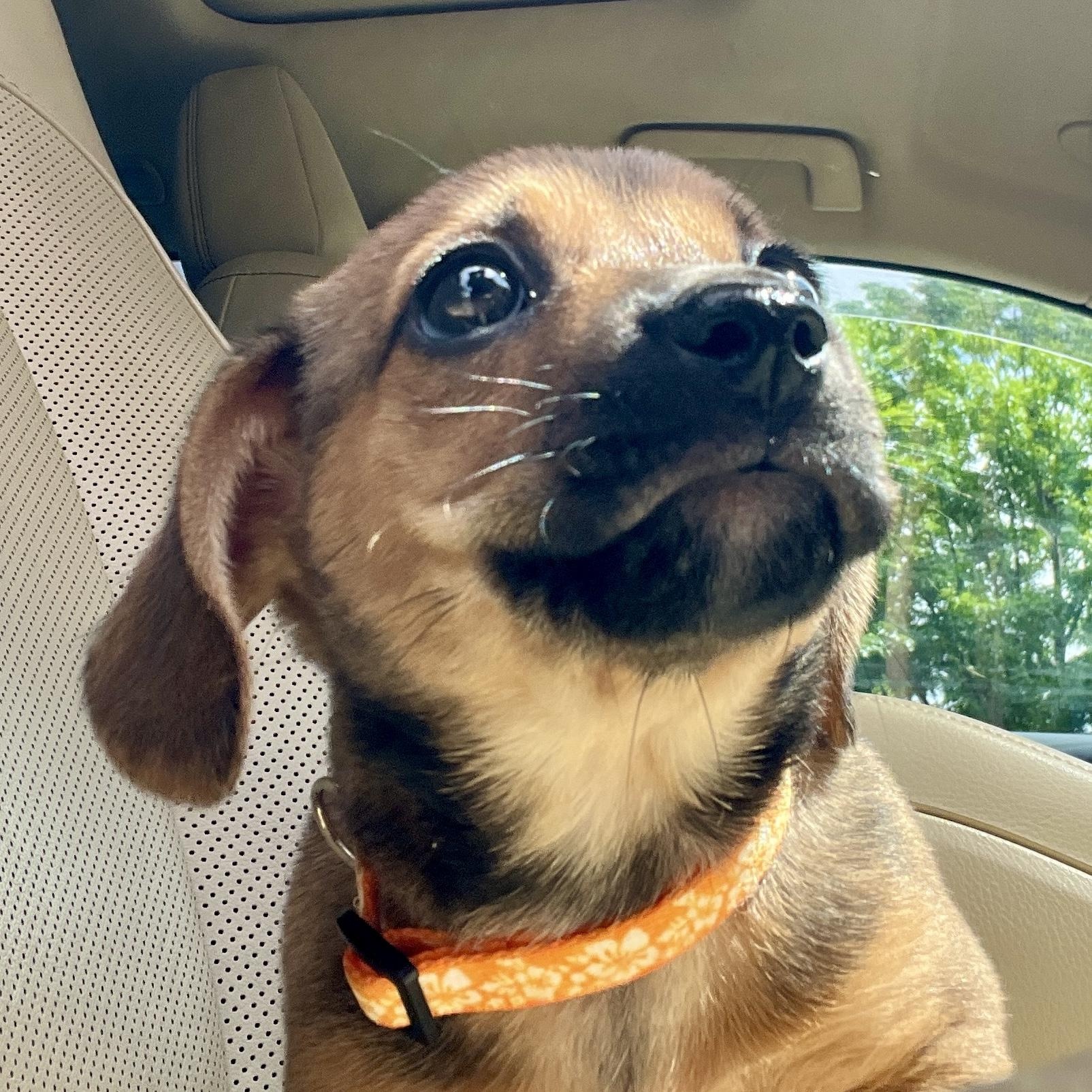 Enlarge Lily, a ADOPTABLE mixed breed in High Point, NC image 4/6