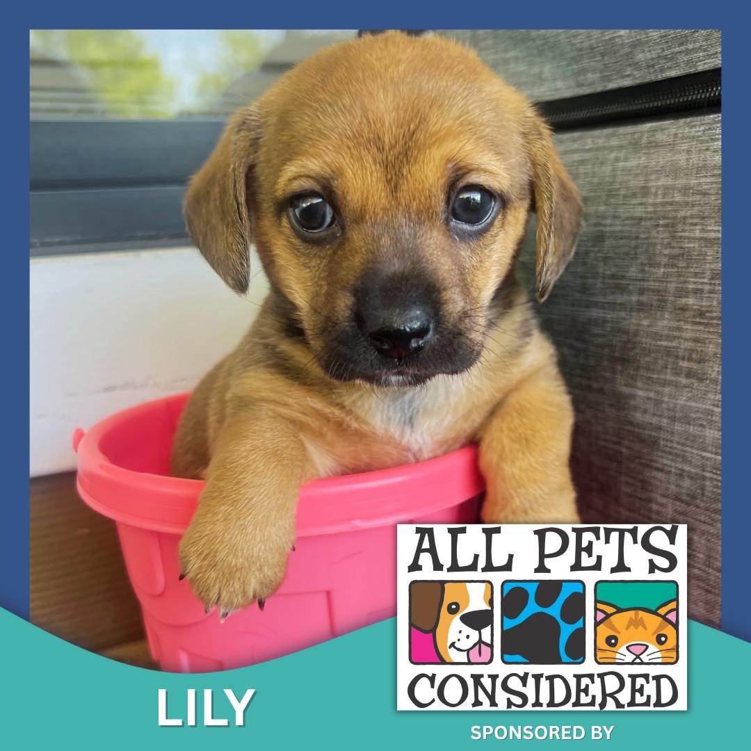 Enlarge Lily, a ADOPTABLE mixed breed in High Point, NC image 1/6