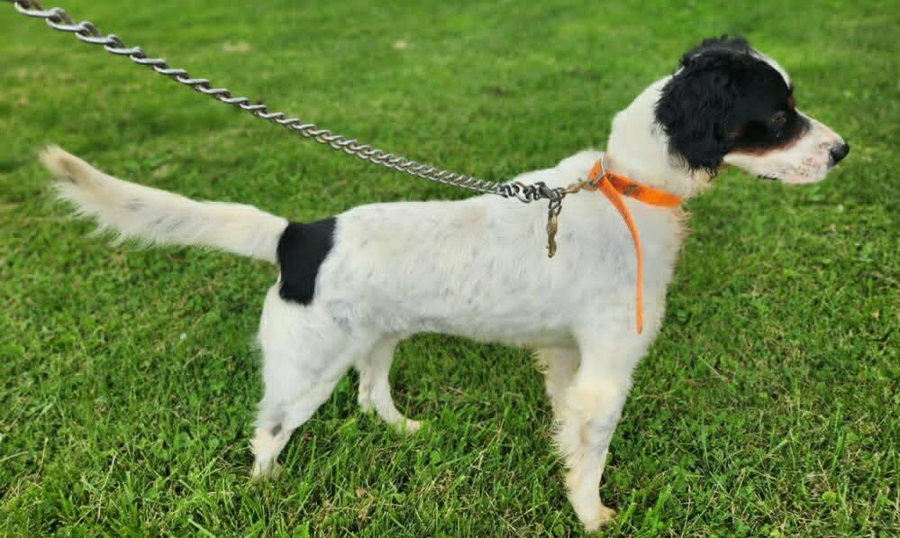 Prince- URGENT FOSTER NEEDED, a ADOPTABLE English Setter in Wood Dale, IL image 3/3