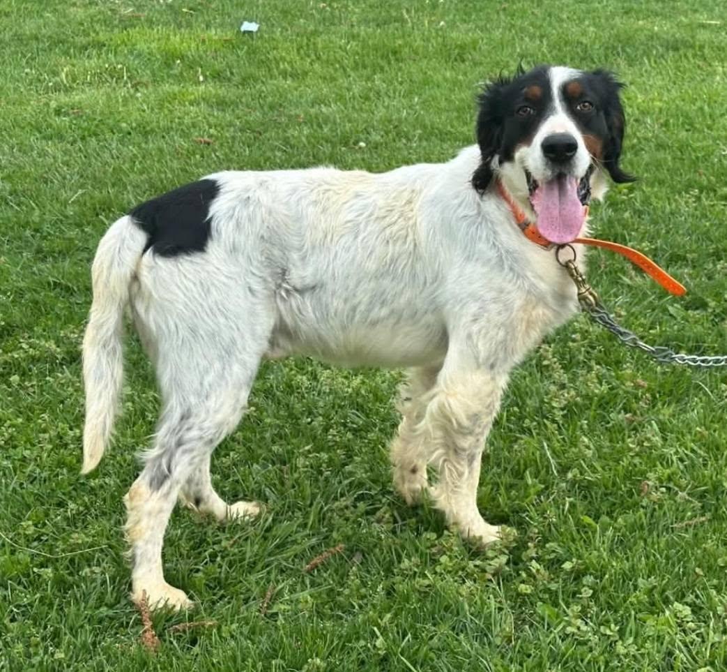 Prince- URGENT FOSTER NEEDED, a ADOPTABLE English Setter in Wood Dale, IL image 2/3