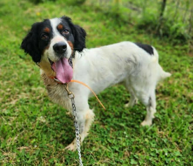 Prince- URGENT FOSTER NEEDED, a ADOPTABLE English Setter in Wood Dale, IL image 1/3