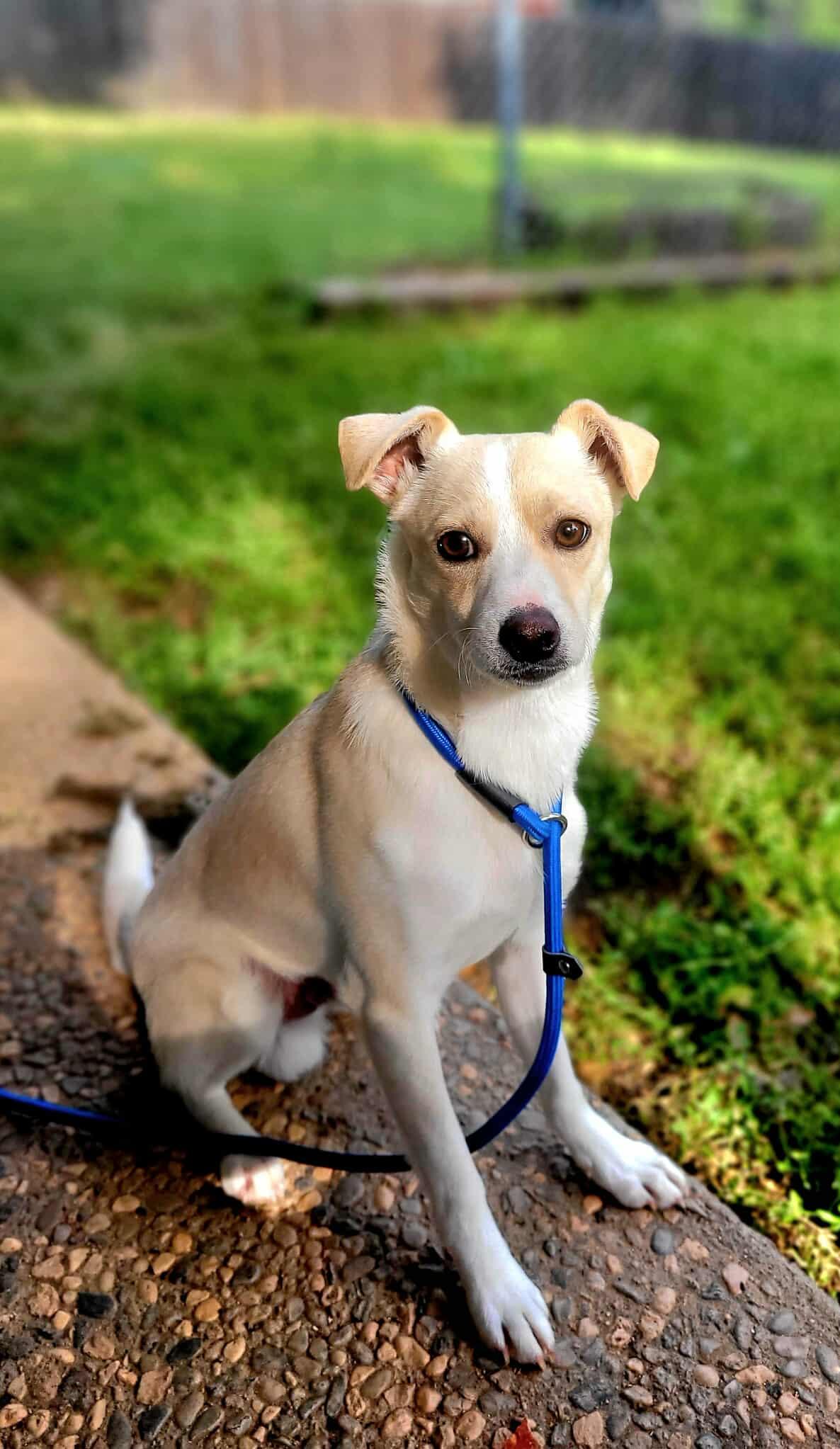 Forest!, ADOPTABLE, Young Male Chihuahua & Border Collie.