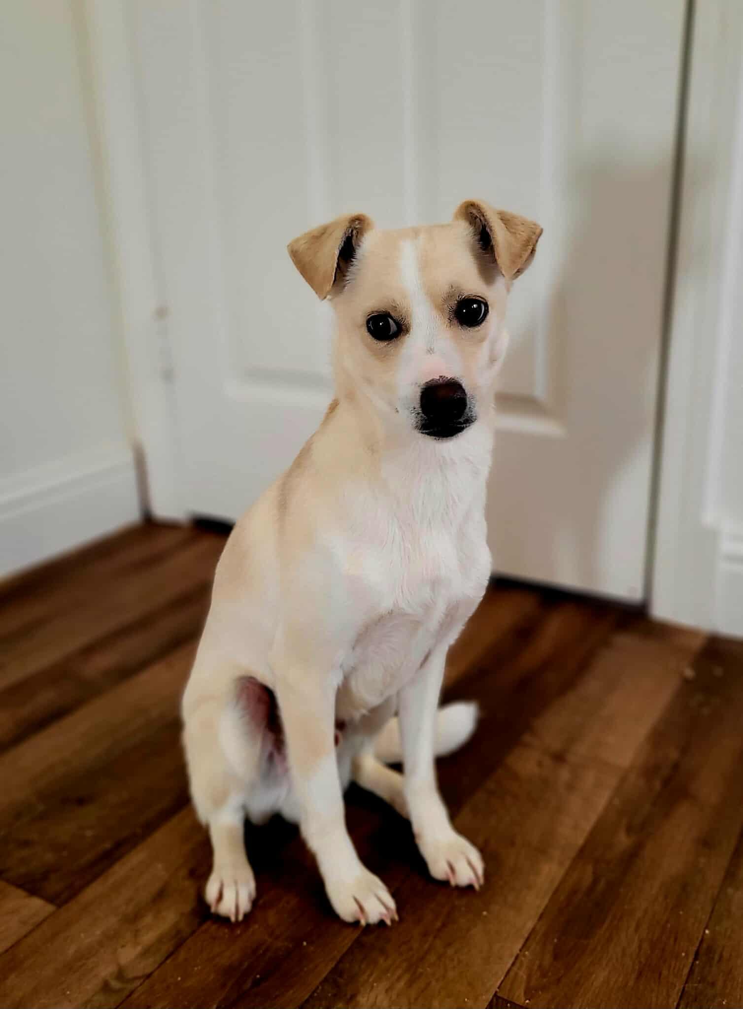 Enlarge Forest!, a ADOPTABLE mixed breed in Roseville, CA image 5/5