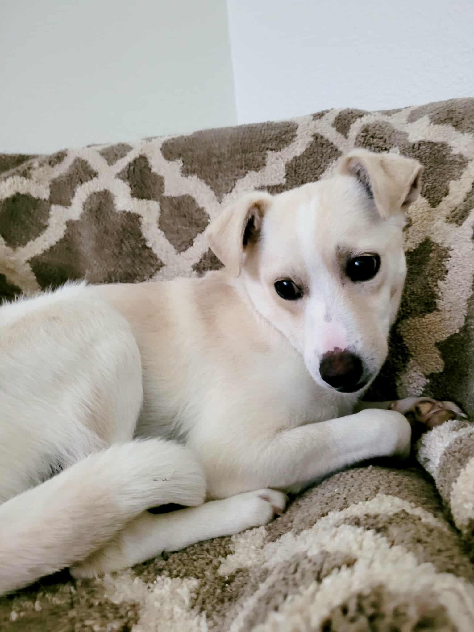 Enlarge Forest!, a ADOPTABLE mixed breed in Roseville, CA image 2/5