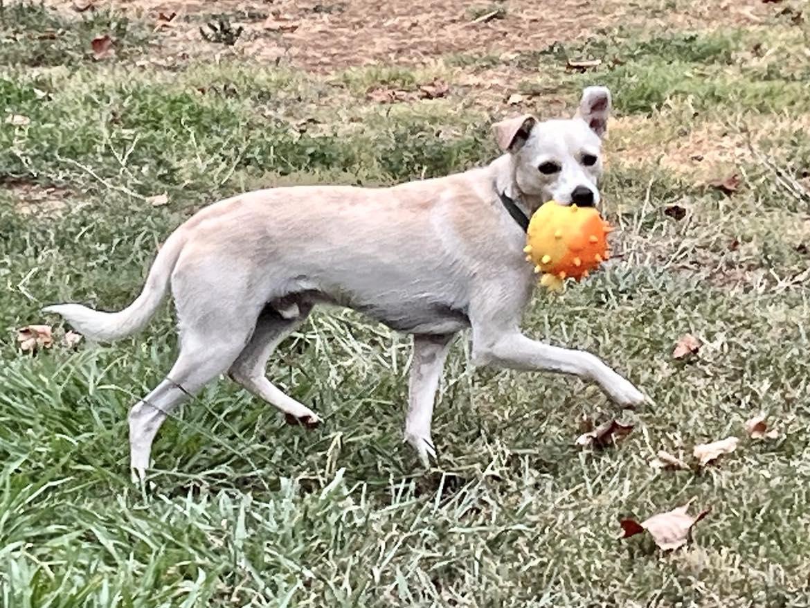 Enlarge Forest!, a ADOPTABLE mixed breed in Roseville, CA image 3/5