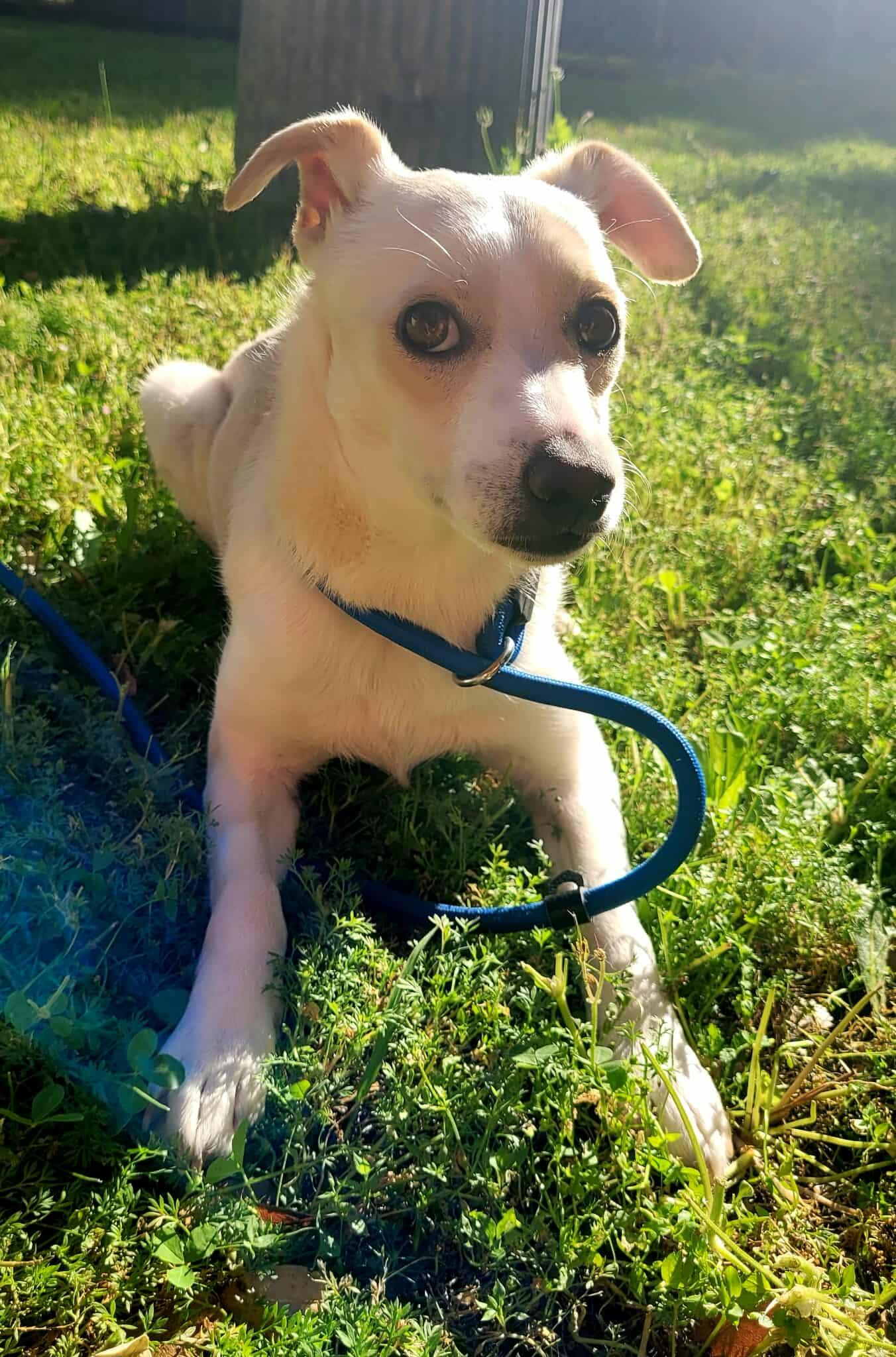 Enlarge Forest!, a ADOPTABLE mixed breed in Roseville, CA image 4/5