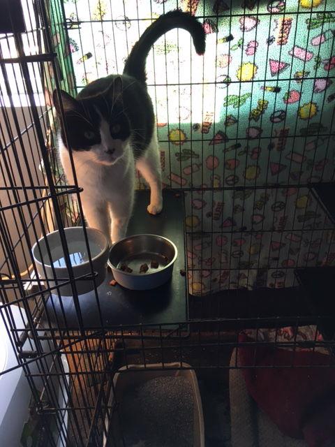 Cookie, a Adoptable mixed breed in Visalia, CA image 1/3