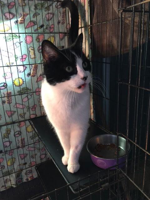 Cookie, Adoptable, Adult Female Domestic Short Hair & Tuxedo.