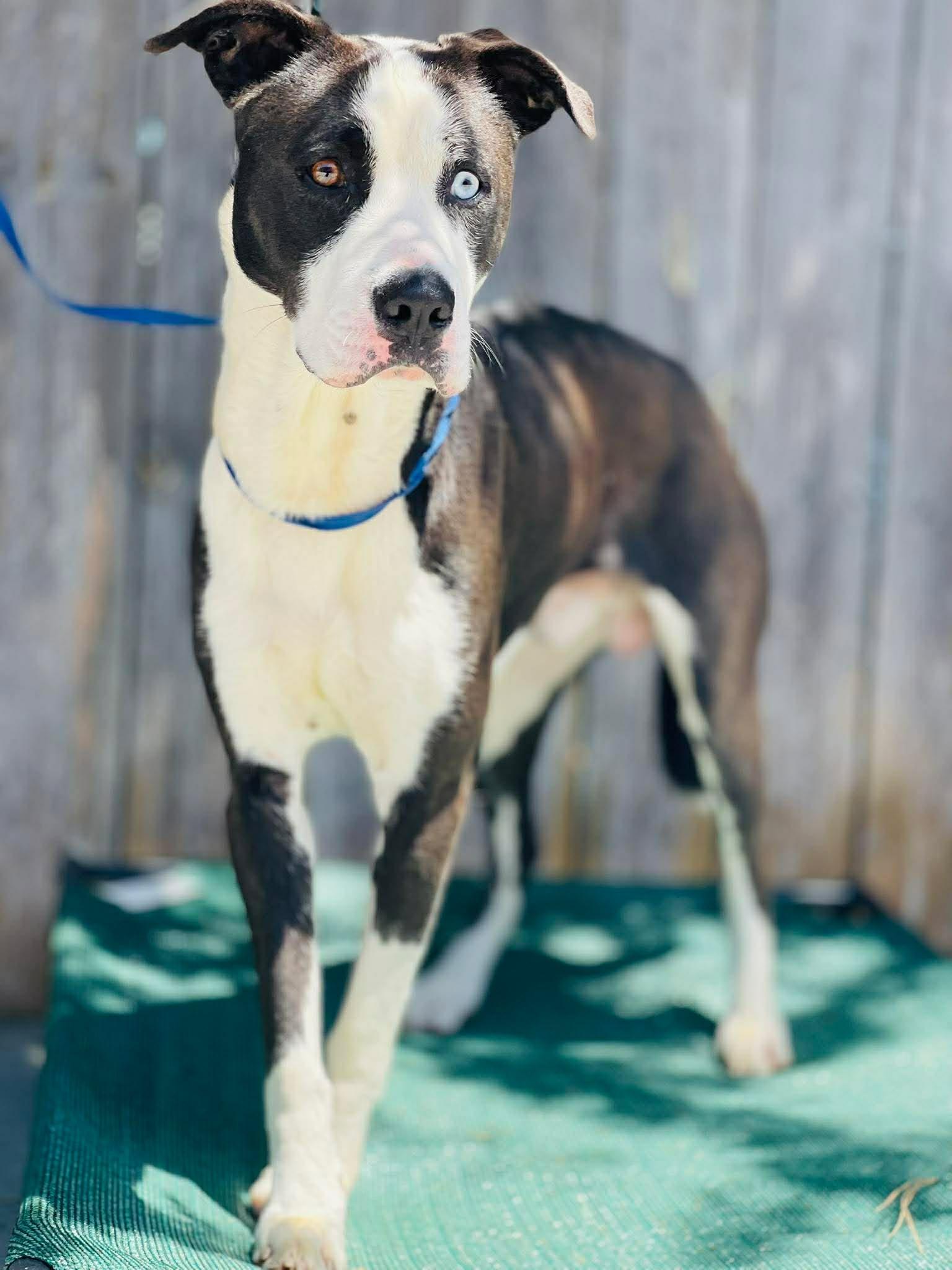AC- 4750 "Timmy" Rescue Only, ADOPTABLE, Adult Male Pit Bull Terrier.