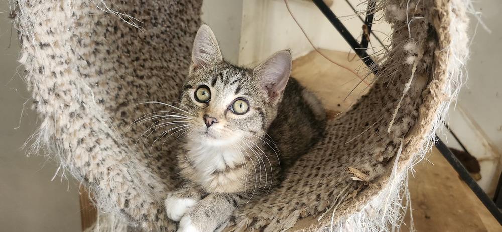 Celeste, Adoptable, Kitten Female Domestic Short Hair.