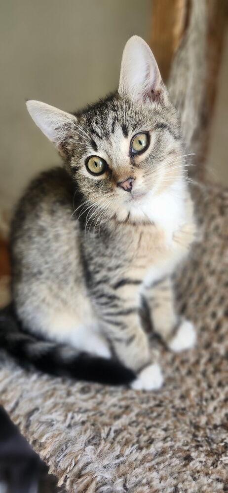 Enlarge Celeste, a Adoptable mixed breed in Henrico, VA image 2/4