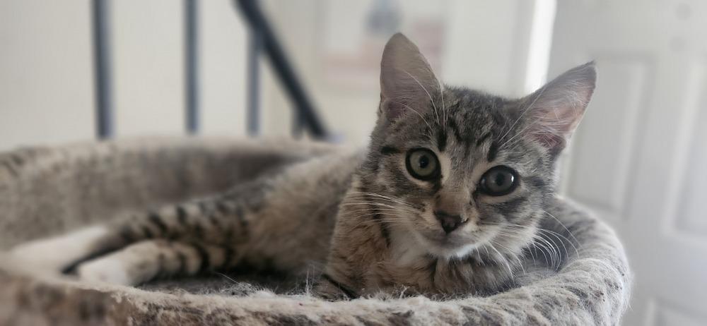 Enlarge Celeste, a Adoptable mixed breed in Henrico, VA image 3/4