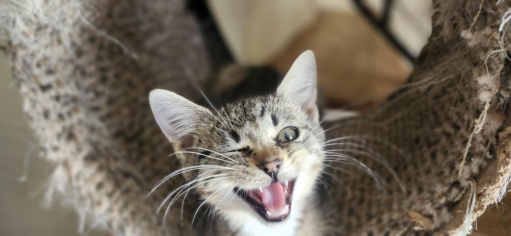 Enlarge Celeste, a Adoptable mixed breed in Henrico, VA image 4/4