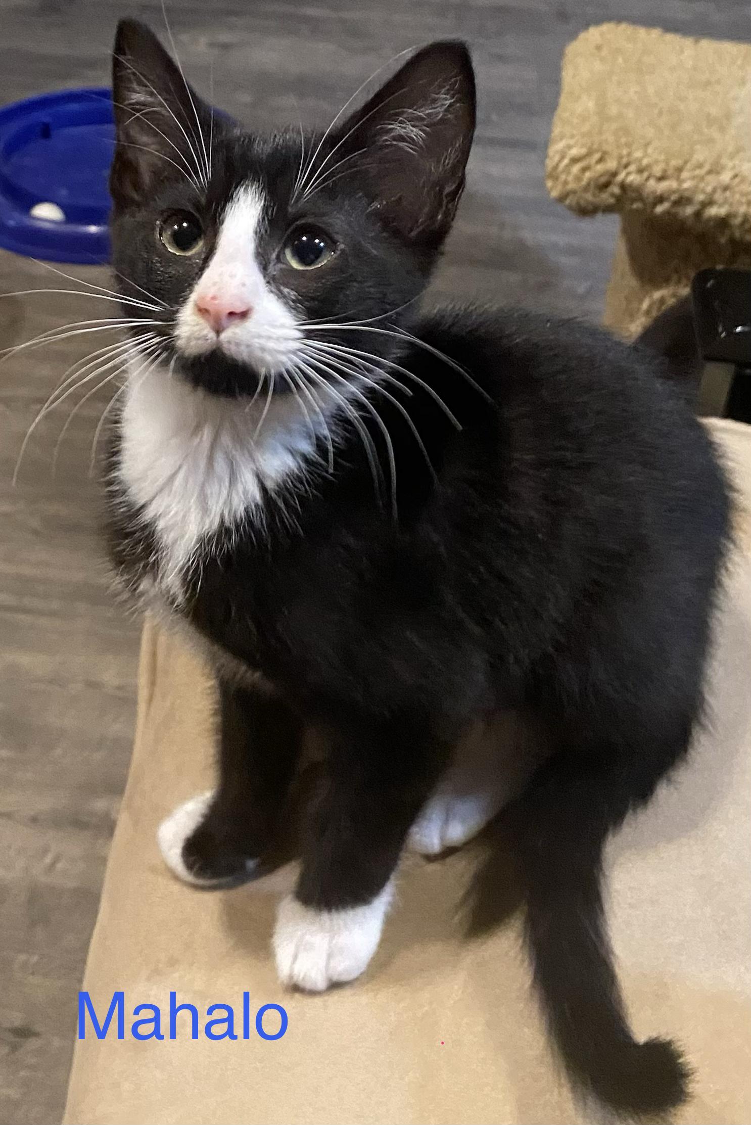 Mahalo, a ADOPTABLE Domestic Short Hair in Renton, WA image 3/4