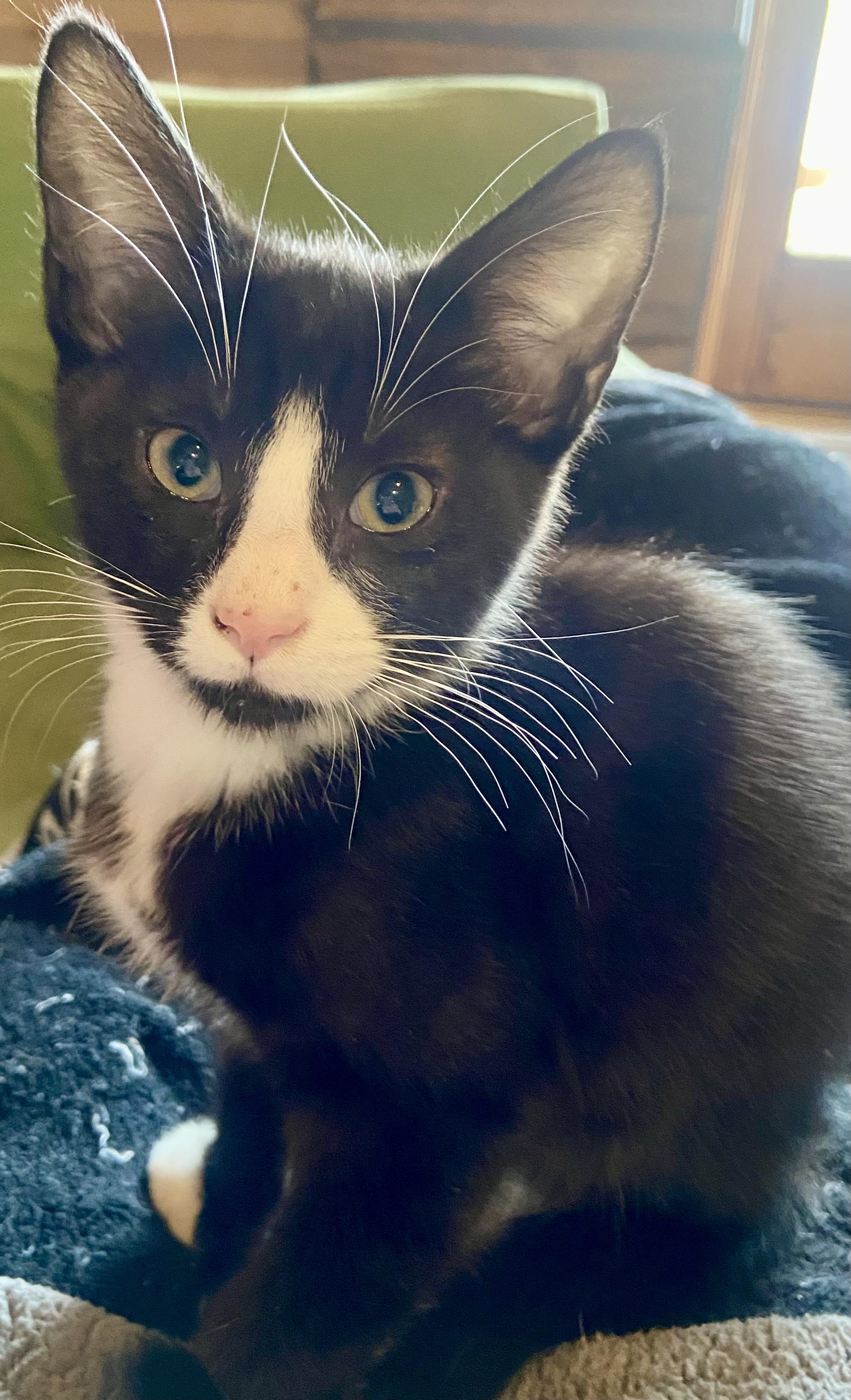 Mahalo, a ADOPTABLE Domestic Short Hair in Renton, WA image 1/4