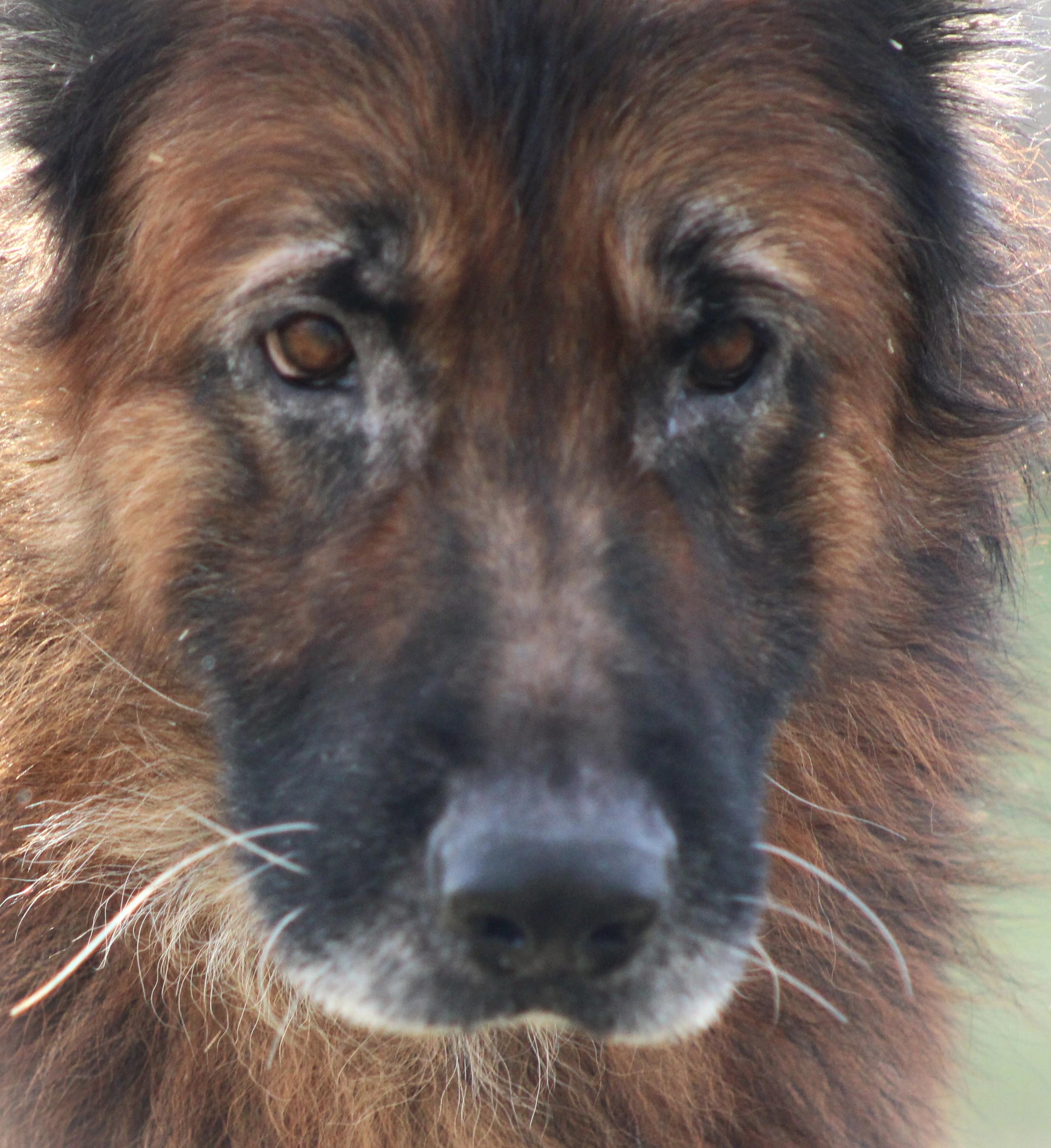 Achilles, adopted, Adult Male German Shepherd Dog.