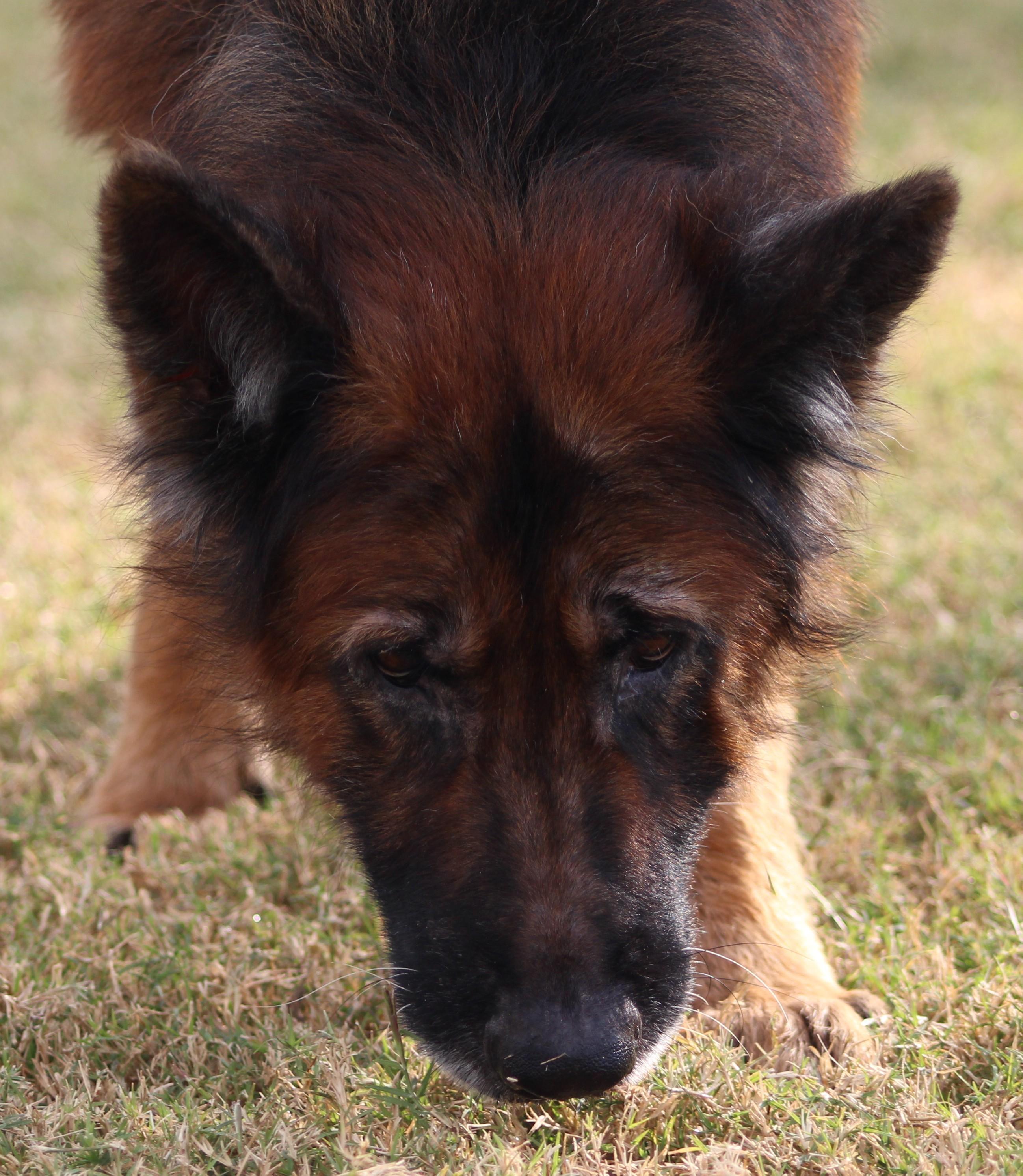 Enlarge Achilles, an adopted German Shepherd Dog in Temple, TX image 2/5