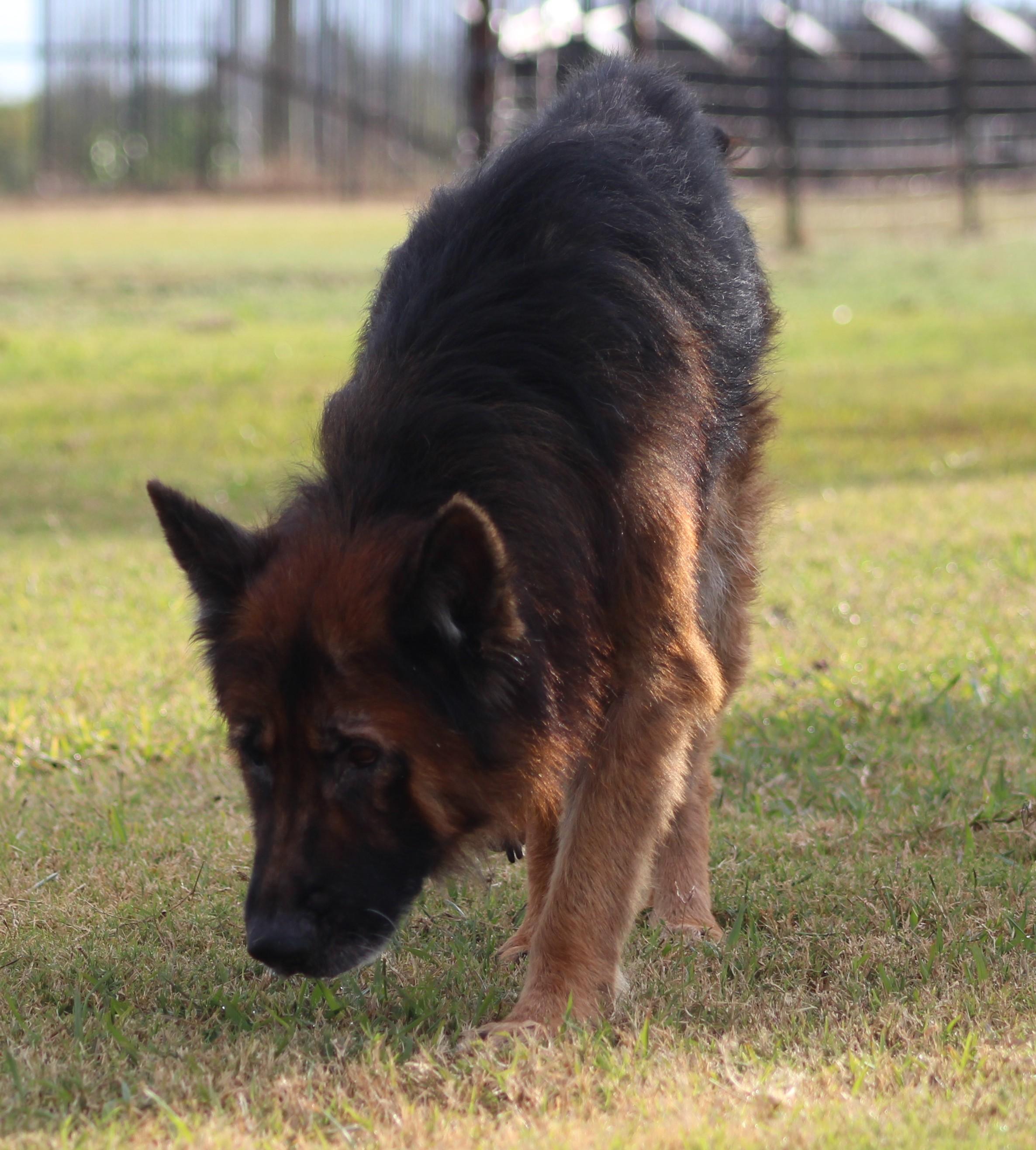 Enlarge Achilles, an adopted German Shepherd Dog in Temple, TX image 3/5
