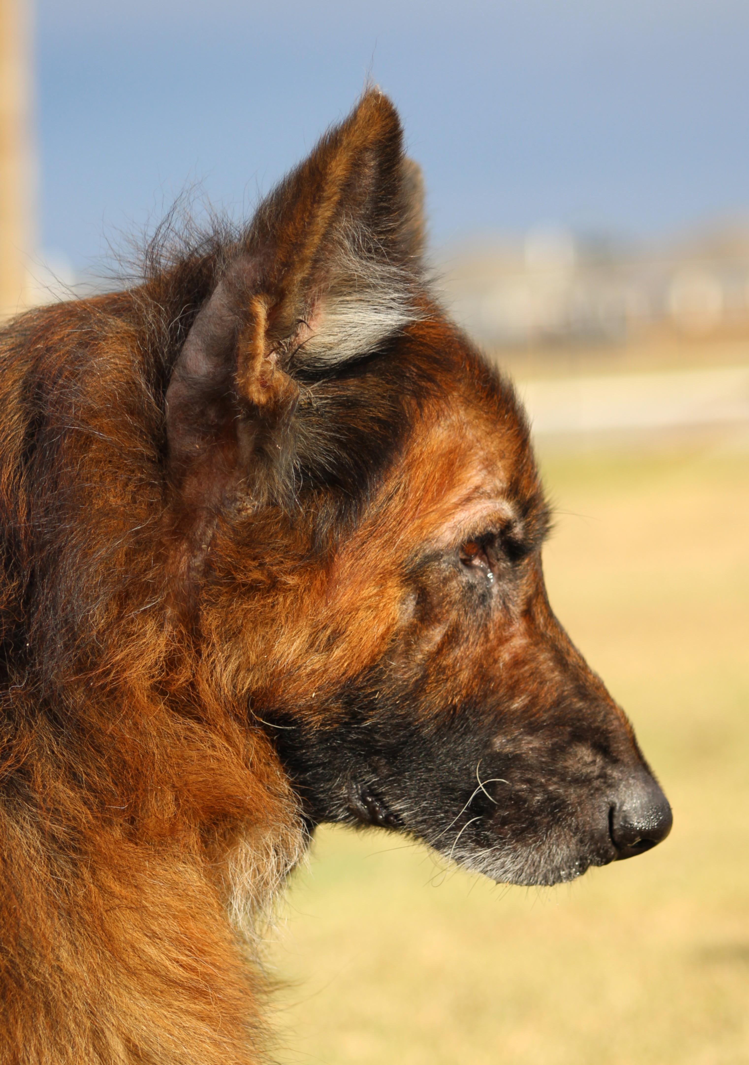 Enlarge Achilles, an adopted German Shepherd Dog in Temple, TX image 4/5