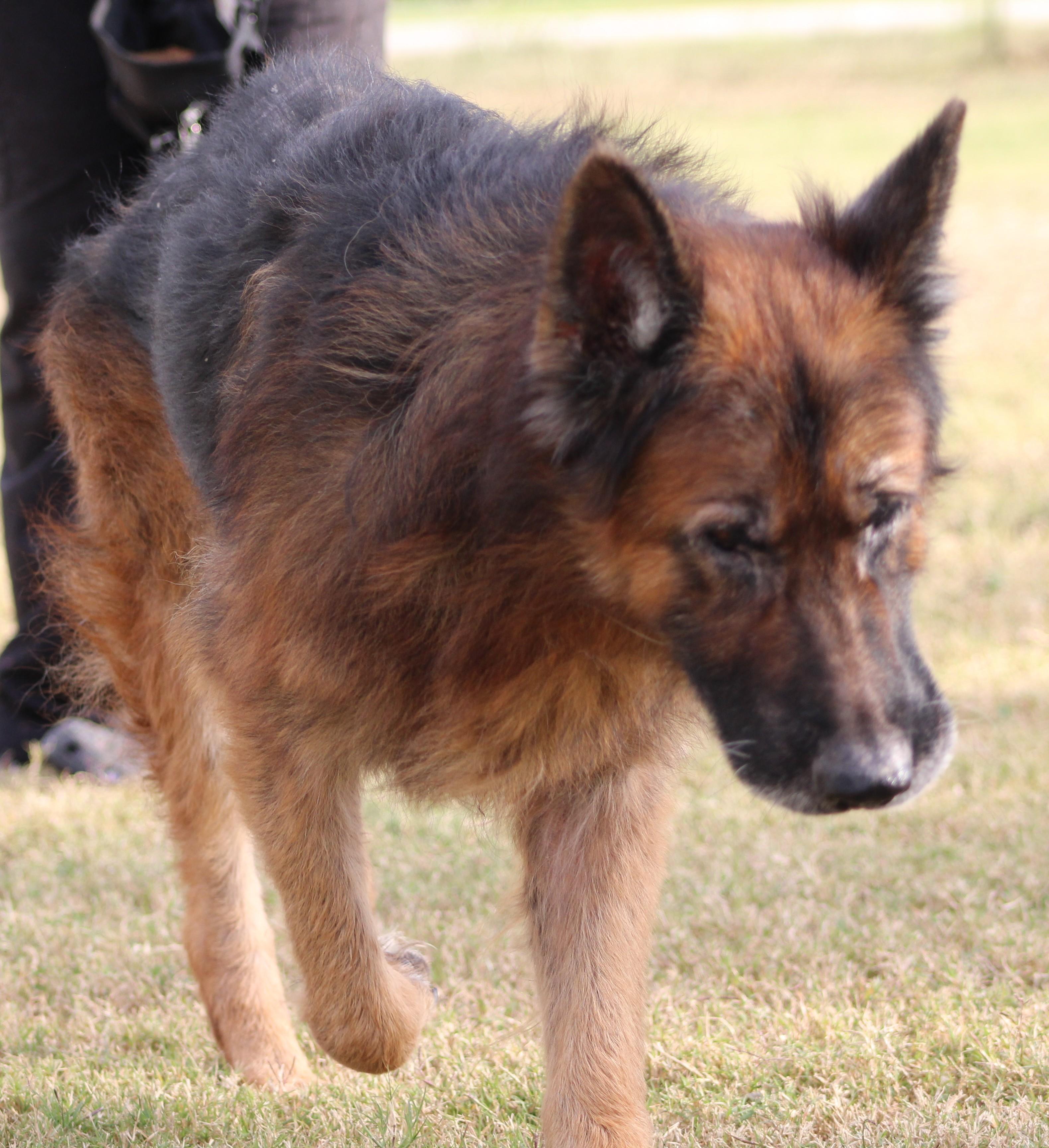 Enlarge Achilles, an adopted German Shepherd Dog in Temple, TX image 5/5