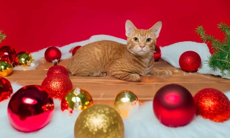 Enlarge BOGGIN, a Adoptable Domestic Short Hair in Cookeville, TN image 1/1