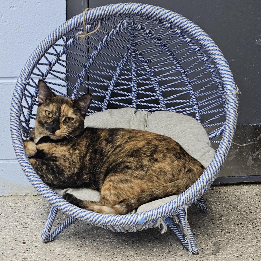 War Head, Adoptable, Adult Female Domestic Short Hair.