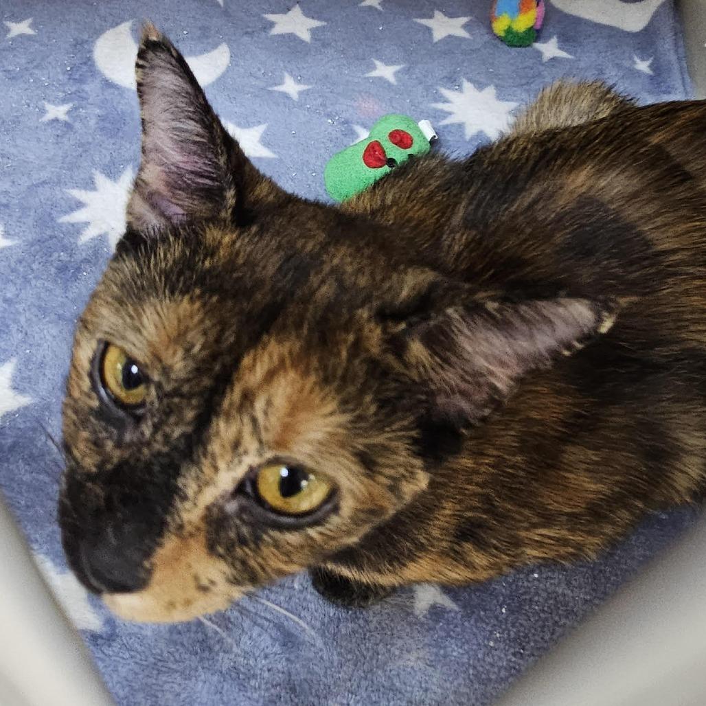 Enlarge War Head, a Adoptable Domestic Short Hair in Camden, DE image 2/2