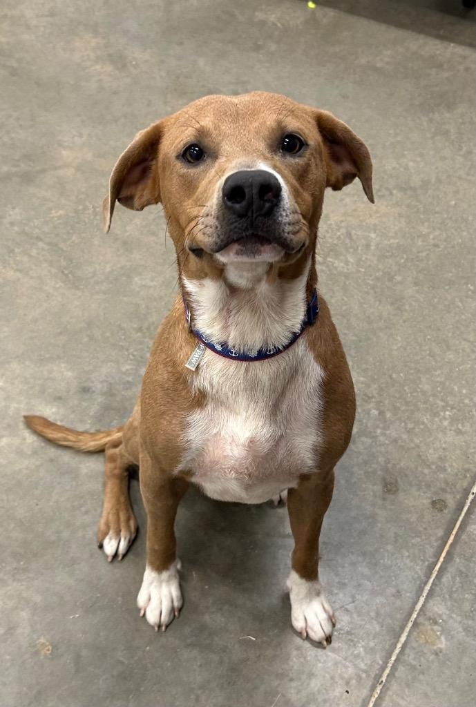Apollo, Adoptable, Young Male Staffordshire Bull Terrier & Mixed Breed.