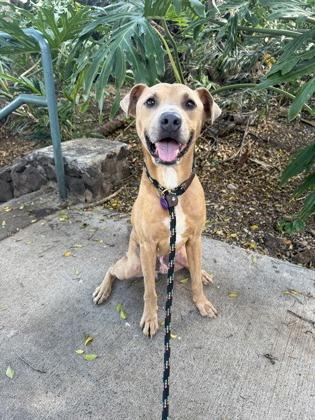 The General, Adoptable, Adult Male Hound & Mixed Breed.