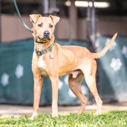 Enlarge The General, a Adoptable mixed breed in Honolulu, HI image 2/3
