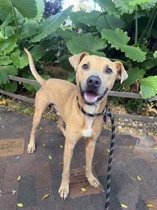 Enlarge The General, a Adoptable mixed breed in Honolulu, HI image 3/3