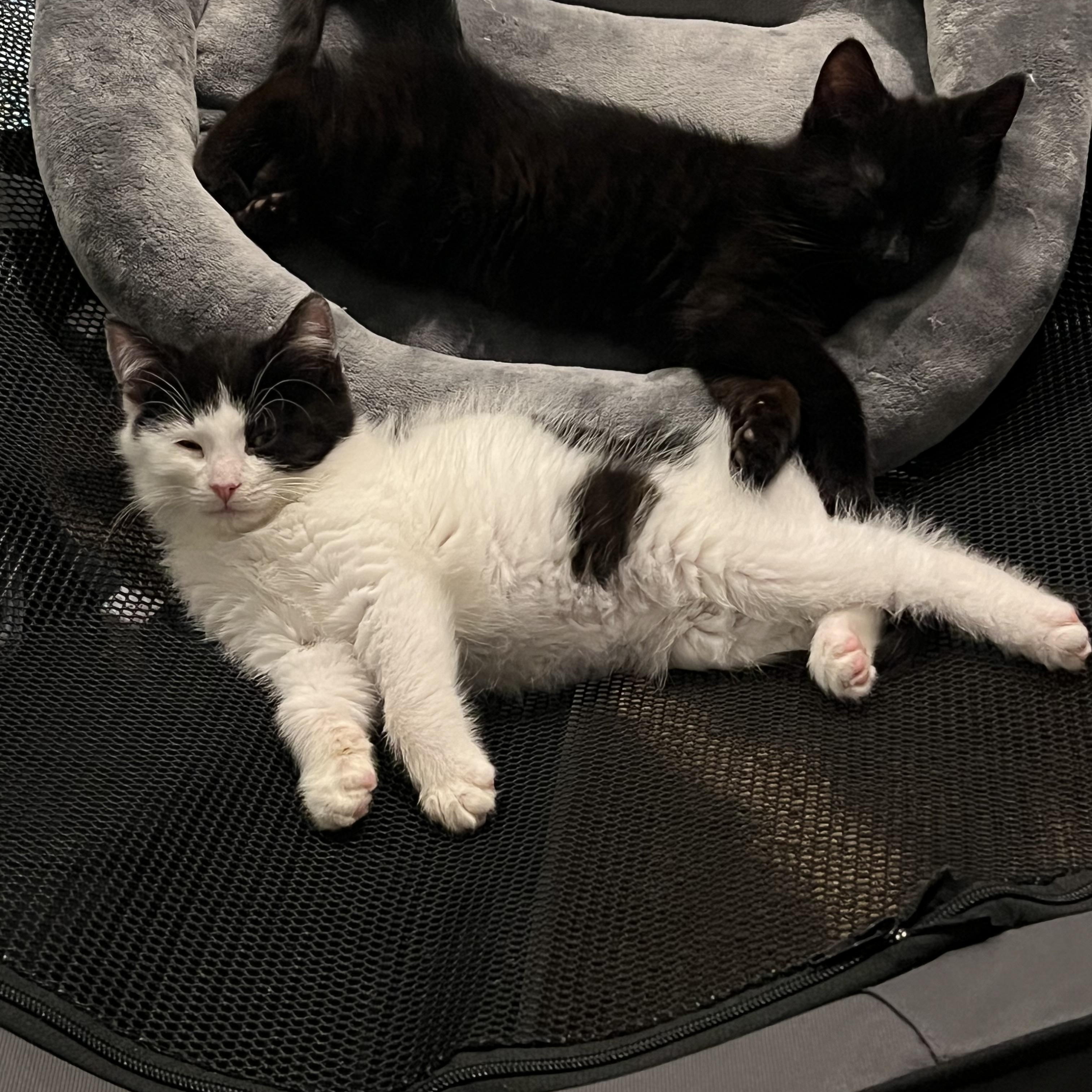 Enlarge Roscoe + Gizmo, a ADOPTABLE Domestic Short Hair in Frederick, MD image 3/3
