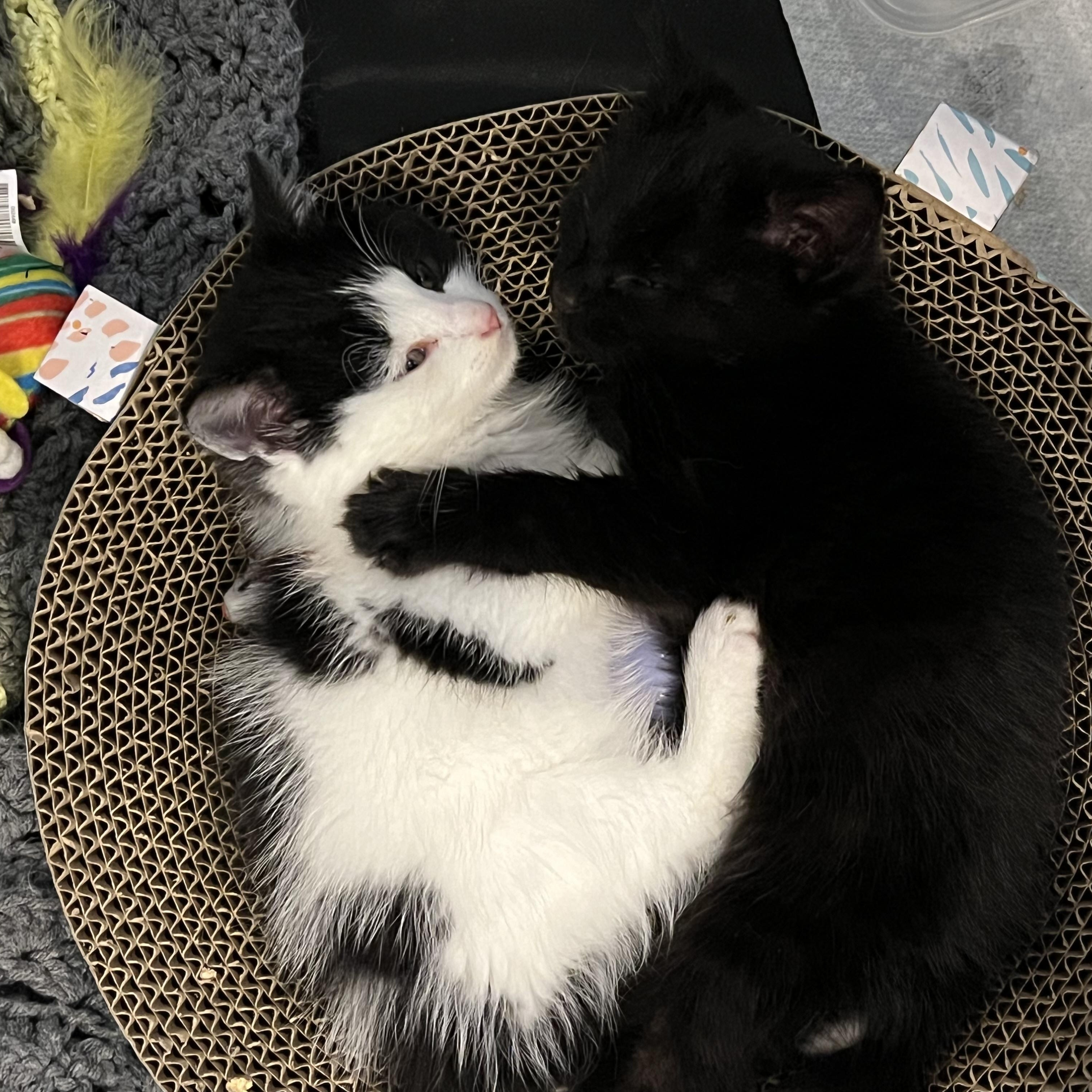 Enlarge Roscoe + Gizmo, a ADOPTABLE Domestic Short Hair in Frederick, MD image 2/3