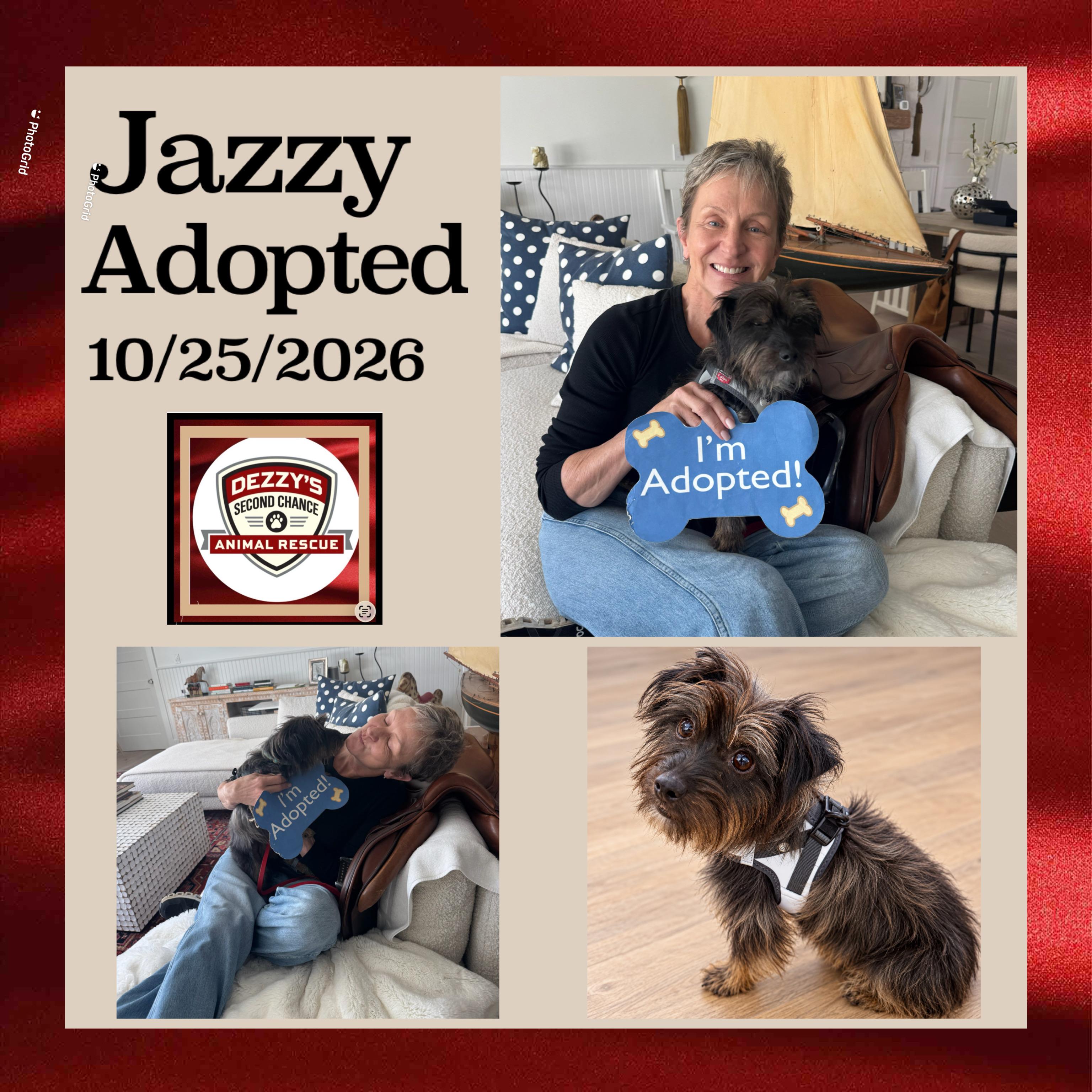 Jazzy, Adopted, Young Female Terrier.